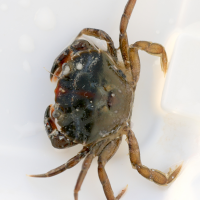 carcinus_maenas9md (Carcinus maenas)