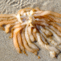 Loligo vulgaris (Encornet, Calmar, Calamar)
