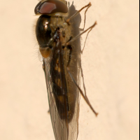 meliscaeva_auricollis4md