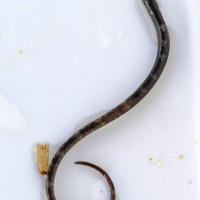 Nerophis lumbriciformis (Nérophis lumbricoïde)
