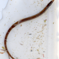 nerophis_lumbriciformis2md