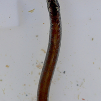 nerophis_lumbriciformis3md