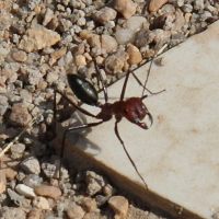 cataglyphis_cf_setipes1bd (Cataglyphis cf setipes)