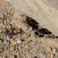cataglyphis_cf_setipes2bd (Cataglyphis cf setipes)