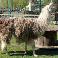 lama_glama4md