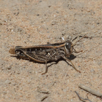 Acorypha decisa (Criquet à grosses cuisses)