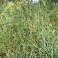 carex_divisa1md (Carex divisa)
