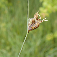 carex_divisa2md (Carex divisa)