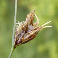 carex_divisa3md (Carex divisa)