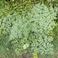 conium_maculatum9md