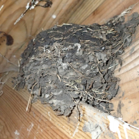 hirundo_rustica15md (Hirundo rustica)