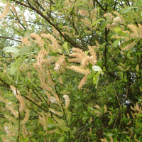 salix_atrocinerea5md (Salix atrocinerea)
