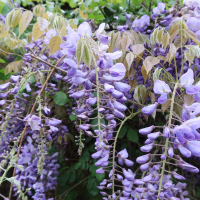 wisteria_floribunda5md (Wisteria floribunda)