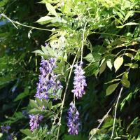 wisteria_sinensis6md
