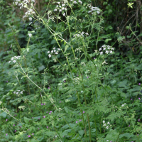 anthriscus_sylvestris1bmd