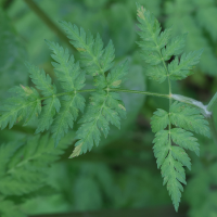 anthriscus_sylvestris6md