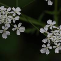 anthriscus_sylvestris7mdjpg