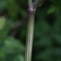 anthriscus_sylvestris9md