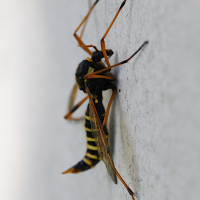 ctenophora_flaveolata12md