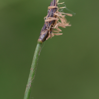 eleocharis_palustris4md