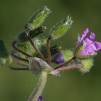 erodium_moschatum5md