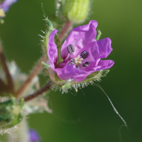 erodium_moschatum7md