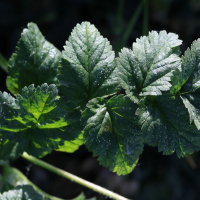 erodium_moschatum8md