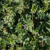 erodium_moschatum9mdjpg