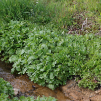 erythranthe_guttata7md