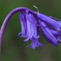 hyacinthoides_non-scripta8md