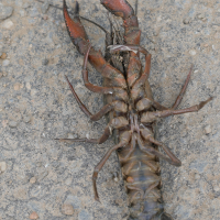procambarus_clarkii8md