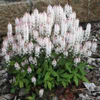 tiarella_cordifolia1md (Tiarella cordifolia)