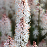 tiarella_cordifolia2md (Tiarella cordifolia)