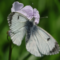 anthocharis_cardamines2bd