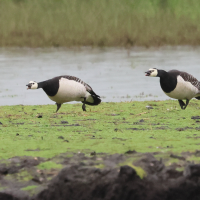 bernache_nonnette_-_branta_leucopsis8bd