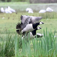 bernache_nonnette_-_branta_leucopsis9bd