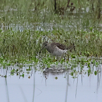 chevalier_sylvain_-_tringa_glareola5bd (Tringa glareola)