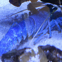 homarus_gammarus4md