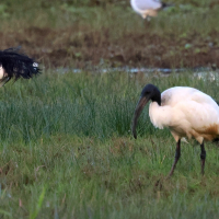 ibis_sacre_-_threskiornis_aethiopicus6bd
