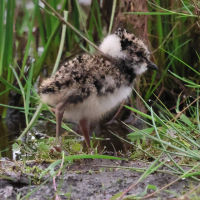 vanneau_huppe_-_vanellus_vanellus11bd (Vanellus vanellus)