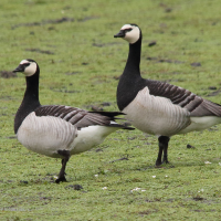 bernache_nonnette_-_branta_leucopsis10md