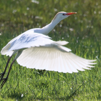 heron_gardeboeufs_-_bubulcus_ibis13md