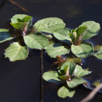ludwigia_peploides7md