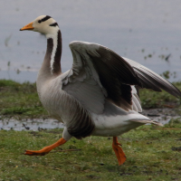 oie_a_tete_barree_-_anser_indicus6md