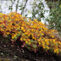 sedum_palmeri1md (Sedum palmeri)