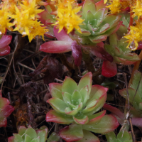sedum_palmeri2md (Sedum palmeri)