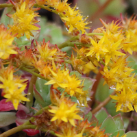 sedum_palmeri3md (Sedum palmeri)