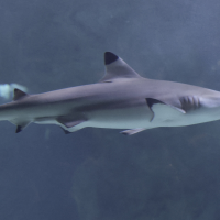 carcharhinus_melanopterus4md (Carcharhinus melanopterus)
