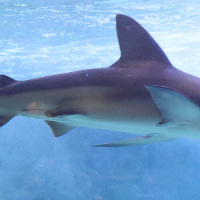 carcharhinus_plumbeus3md (Carcharhinus plumbeus)