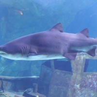 carcharias_taurus5md (Carcharias taurus)